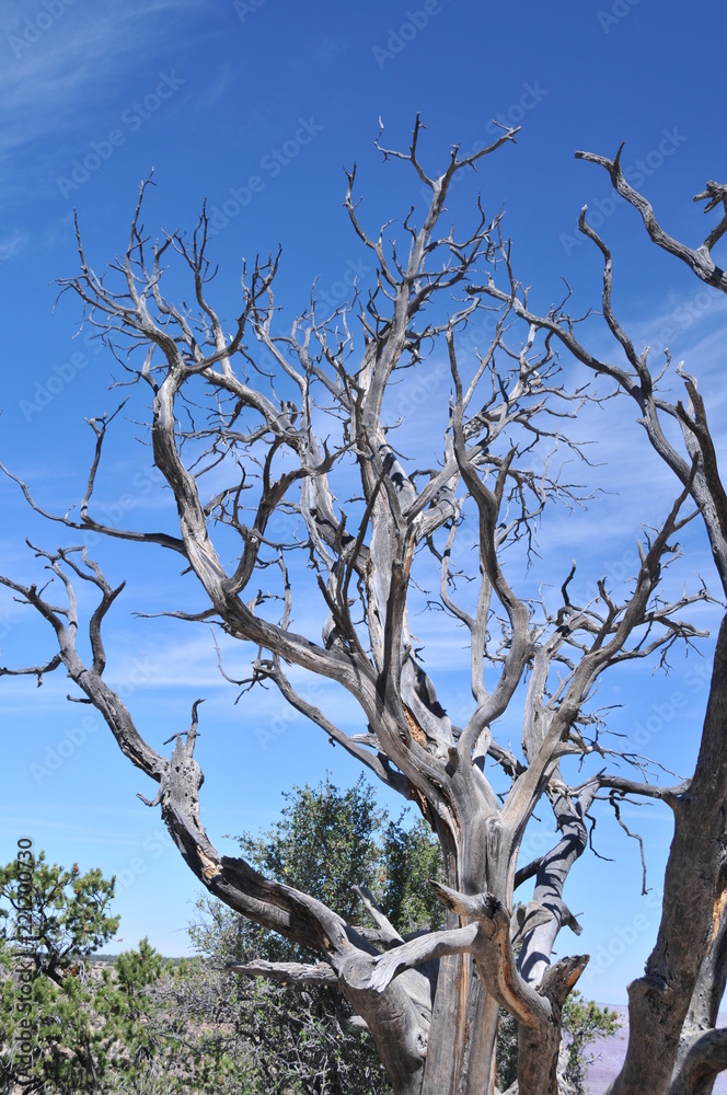 Tree 2 Tree 2