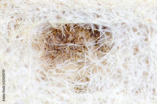 a pile of sprouted wheat grain with white roots, a photo of a close-up of a white root system with mold mark