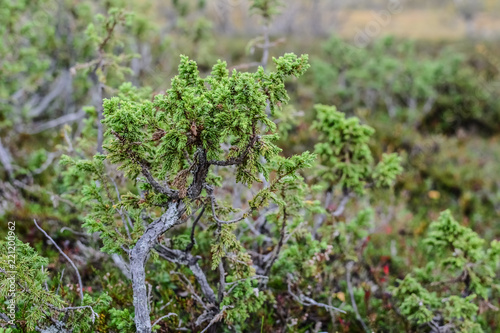 Green juniper bushes in the finland forest