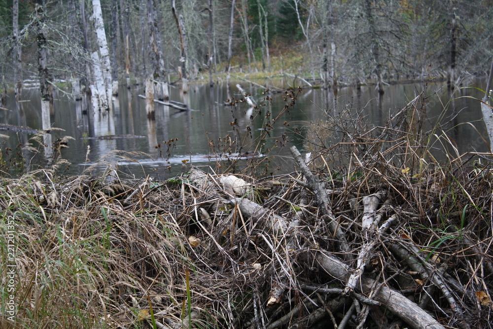 Beaver in pond + tail slap Beaver in pond + tail slap