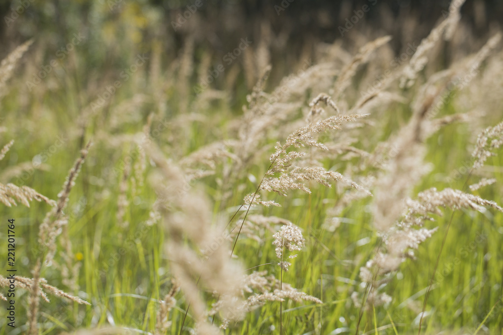 Dry feather grass Dry feather grass