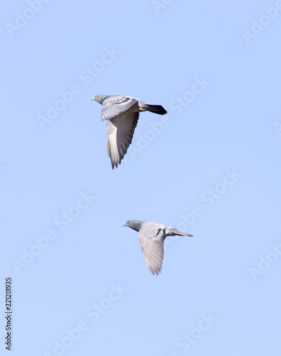 flying dove on a blue sky © donikz