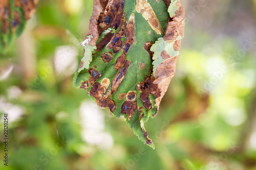 Close up damage to the leaves of the chestnut miner moth Cameraria ohridella. photo