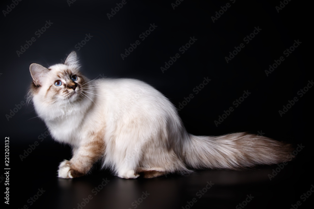 Obraz premium Ragdoll cat on colored backgrounds
