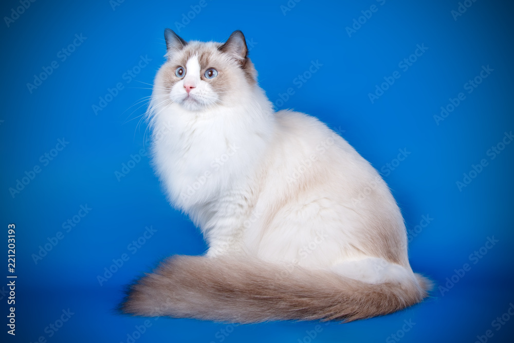 custom made wallpaper toronto digitalRagdoll cat on colored backgrounds
