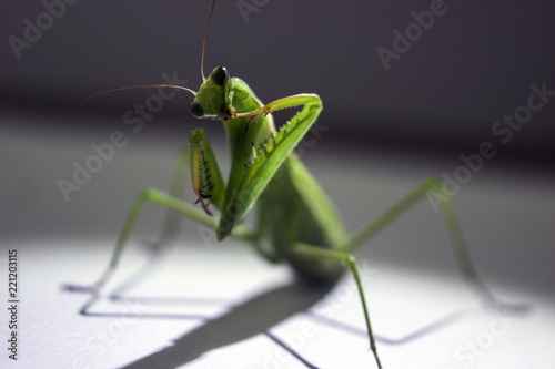 mantis at night in a ray of light