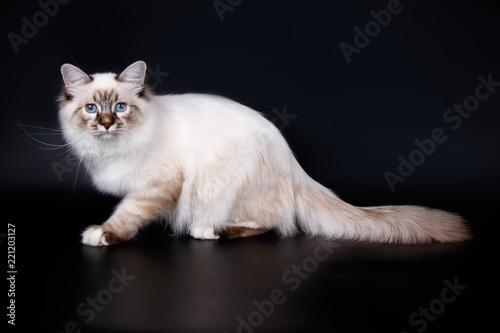 Ragdoll cat on colored backgrounds