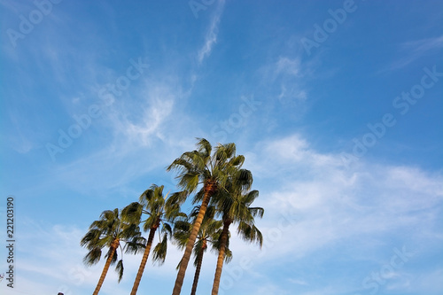 Obraz na płótnie Palm tree top against blue skies