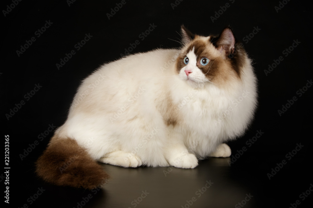 Ragdoll cat on colored backgrounds
