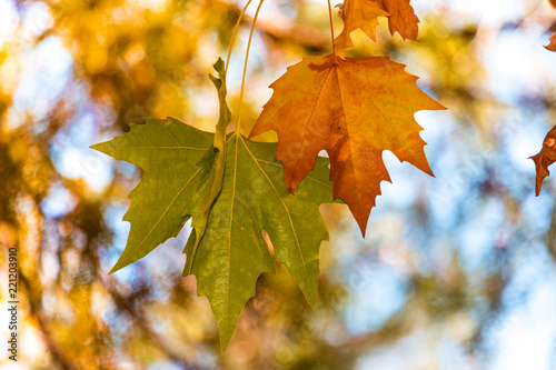 autumn, maple leaves against the sky