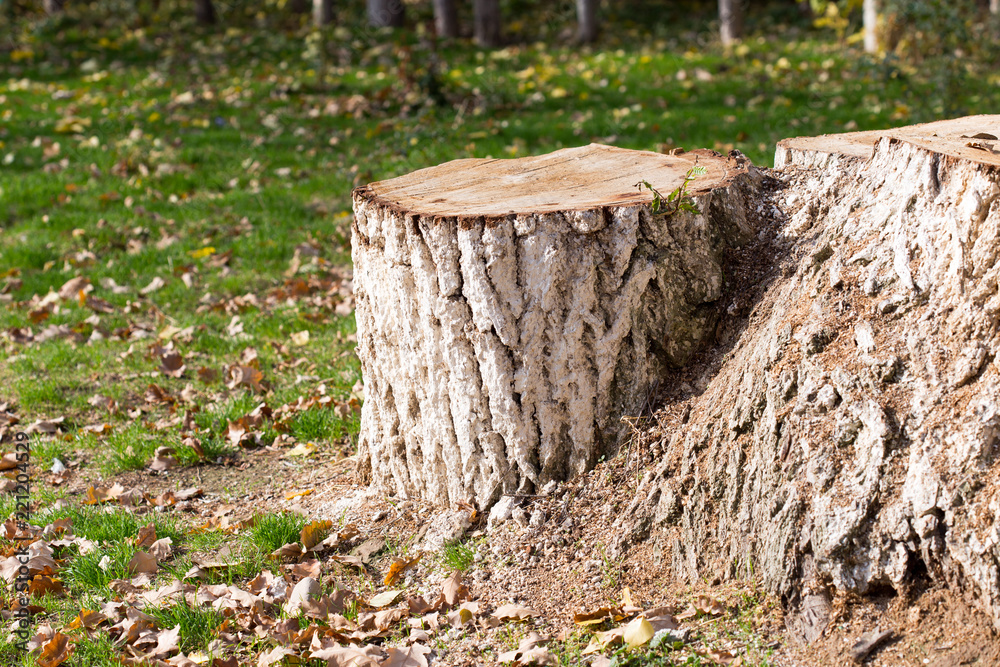 Stump, background, grass in autumn Stump, background, grass in autumn