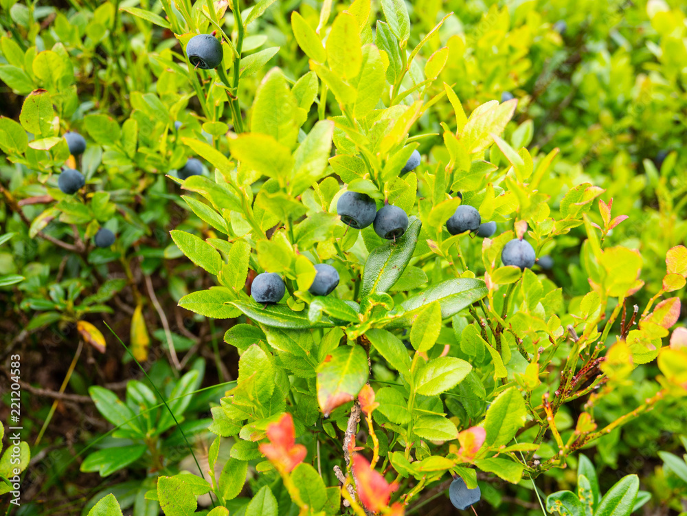 Gesunde wilde Blaubeeren Gesunde wilde Blaubeeren