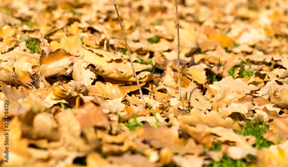Obraz premium Colorful autumn leaves