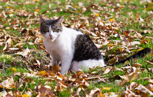 Cat in an autumn park. Cat sitting on the leaves © donikz