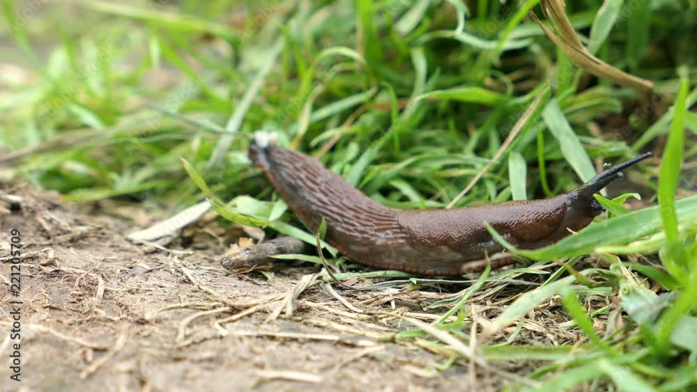 Slug Crawling On The Grass In The Park In The Summer Slug Crawling On The Grass In The Park In The Summer