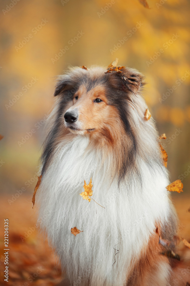 Collie dog sitting under a leaf fall in an autumn park Collie dog sitting under a leaf fall in an autumn park