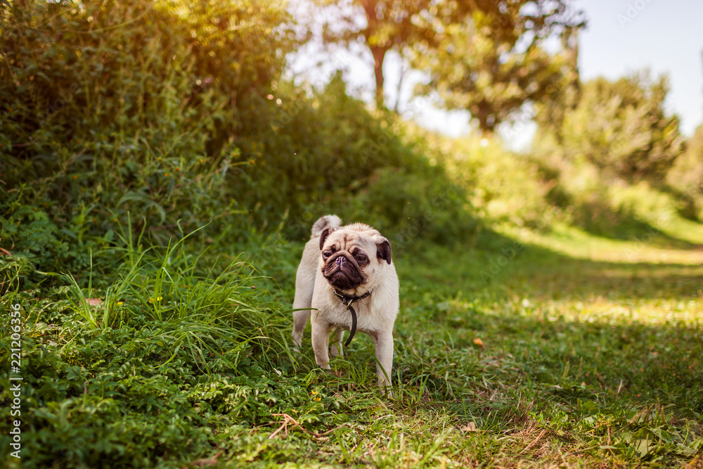 Pug dog walking among green grass. Happy puppy having rest. Dog enjoying nature