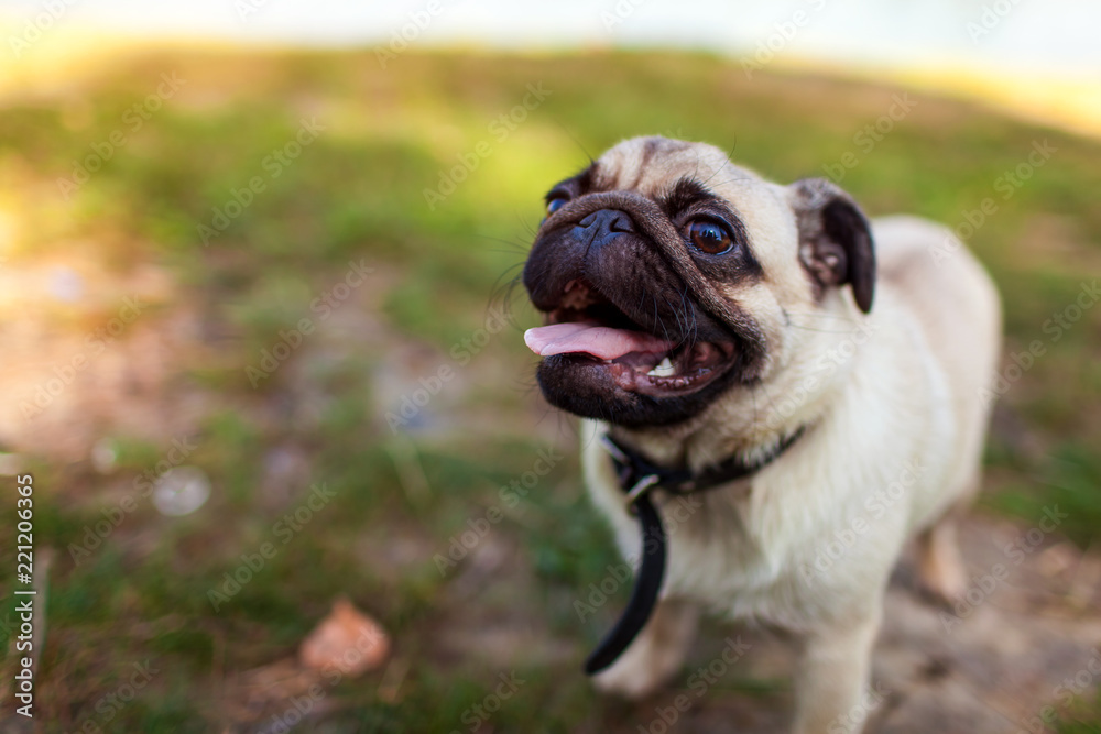 Pug dog standing by river. Happy puppy waiting a command of master. Dog chilling outdoors Pug dog standing by river. Happy puppy waiting a command of master. Dog chilling outdoors