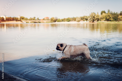 Pug dog swimming in river. Happy puppy running in water. Dog having fun