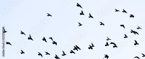 beautiful birds of pigeons in the sky