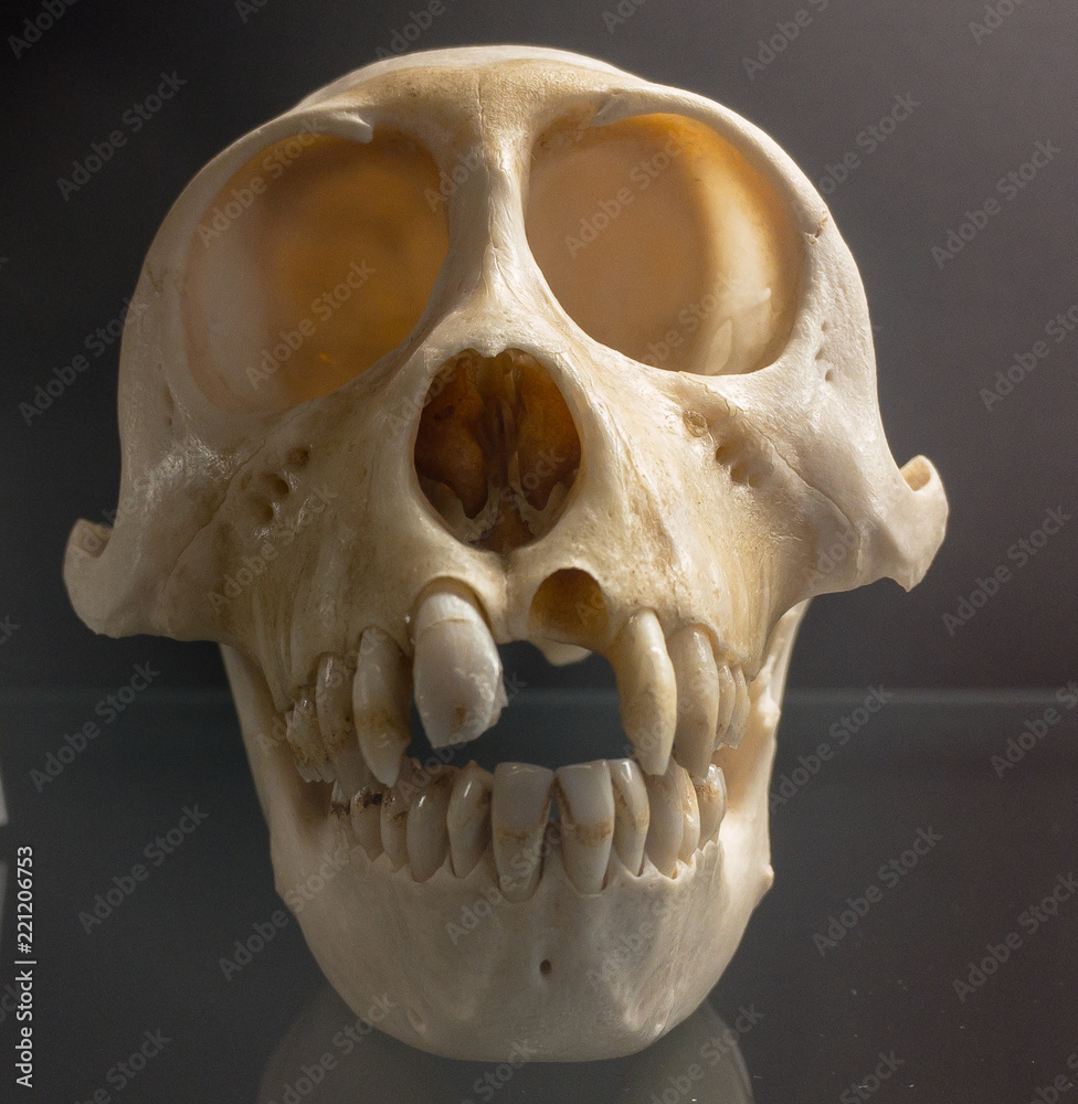 Obraz premium Closeup monkey skull with missing front tooth.