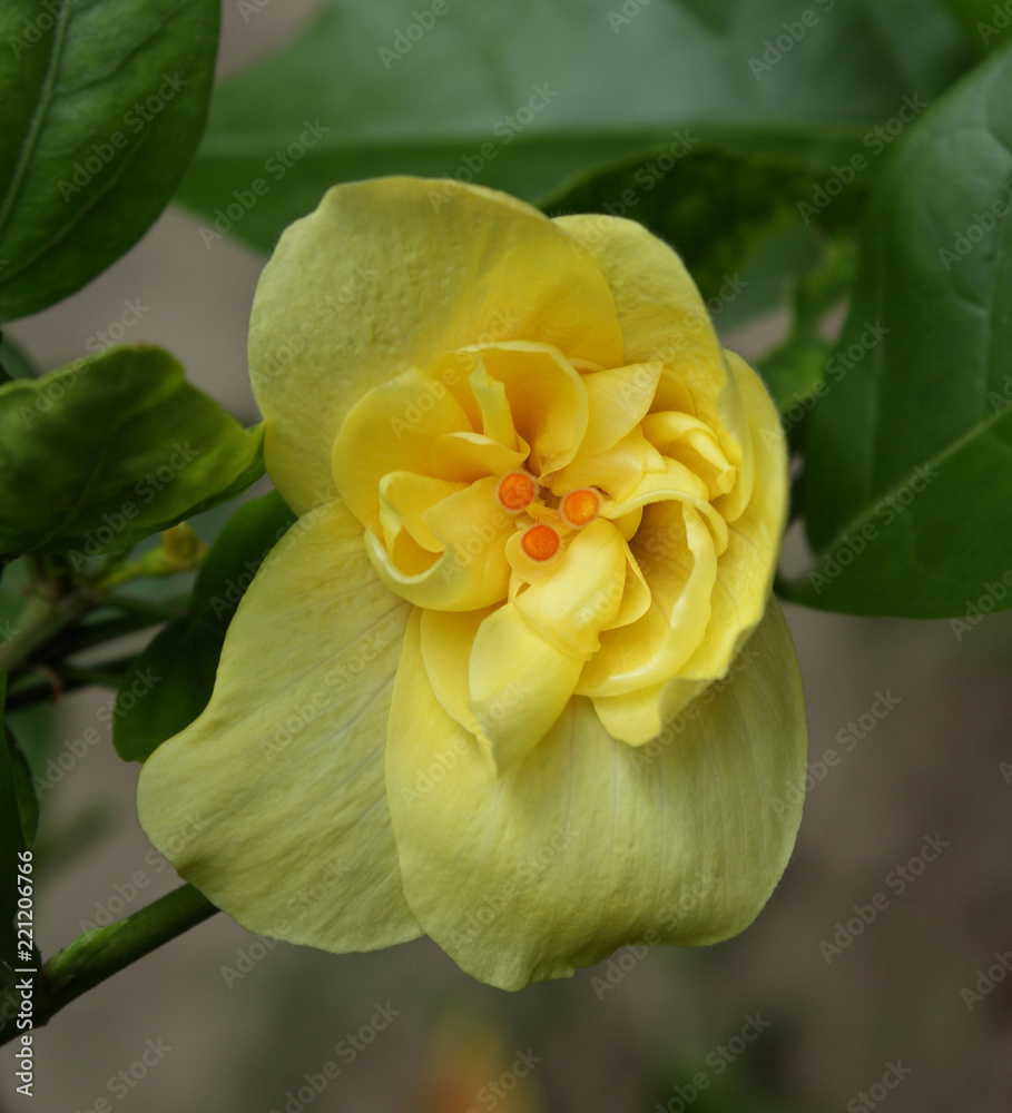 Fototapeta premium yellow hibiscus flower