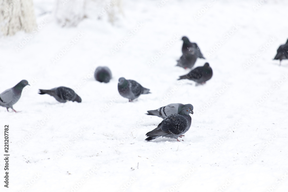 Fototapeta premium Pigeons eating on the snow