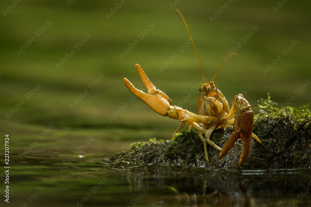 Gambero di Fiume
