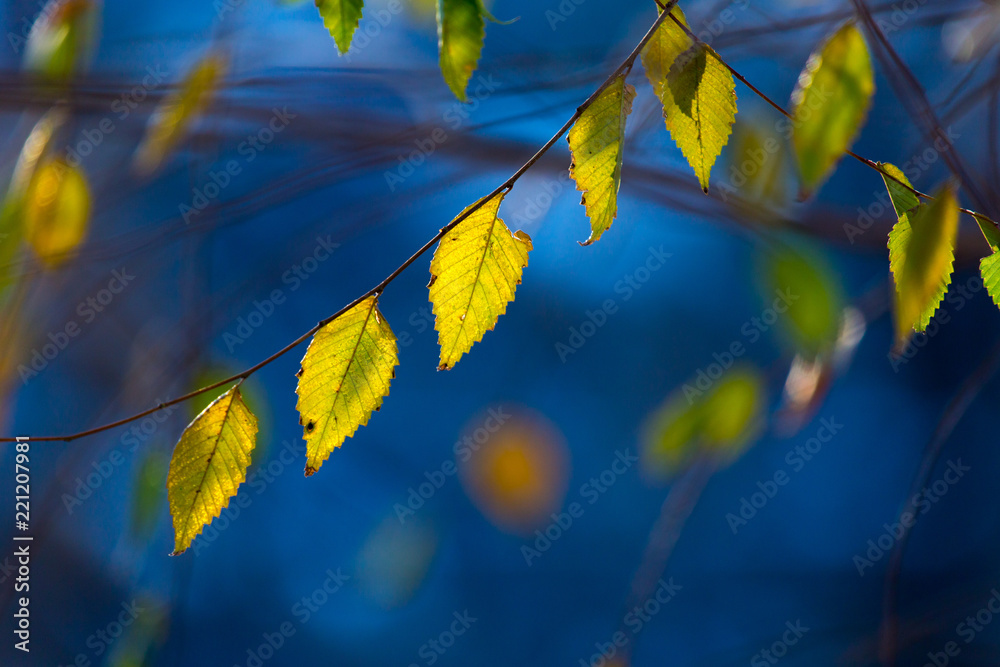 Obraz premium beautiful background, leaves at sunset