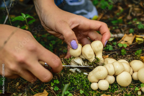 Woman hand with knife and puffballs in the forest photo