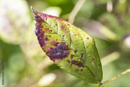 plant disease, fungal leaves spot disease on rosetree photo