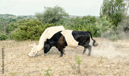 Steers fighting with headbutt on rural cattle farm, shows Belted Galloway kicking up dust.