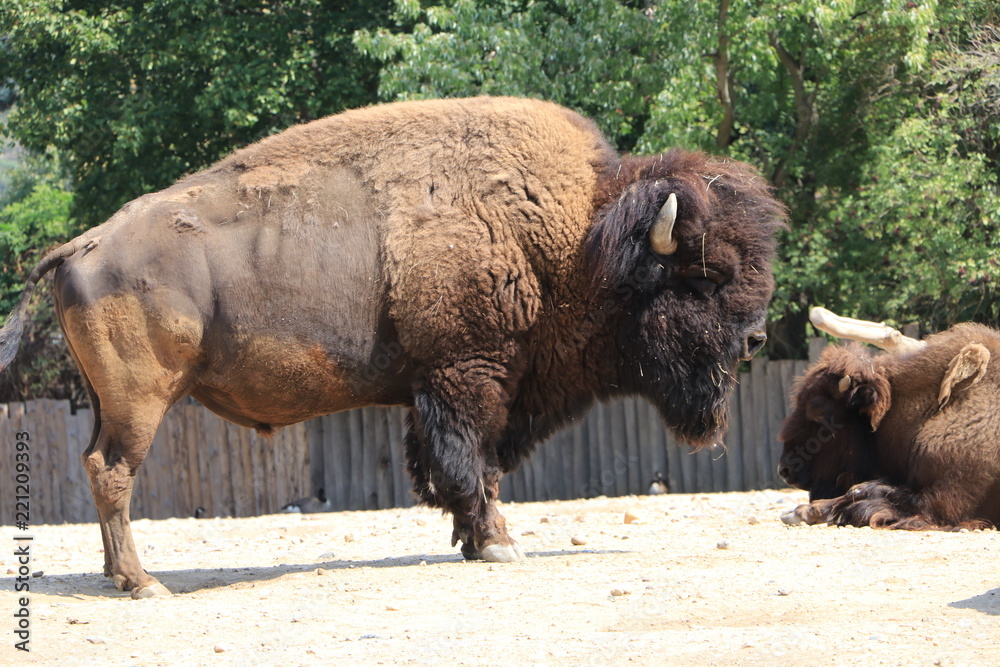 a herd of bison resting in the cage at the zoo