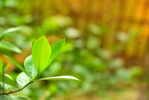 Fresh green leaves against morning light. Selective focus.