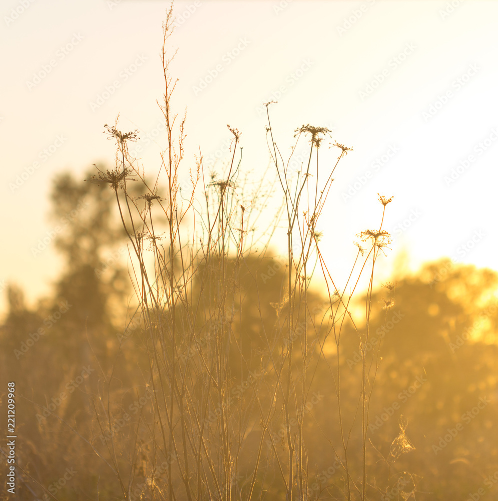 Obraz premium soft sunlight, lights the grass at sunset