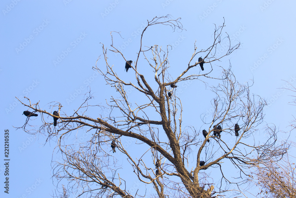 bird of a crow on a tree against the sky bird of a crow on a tree against the sky