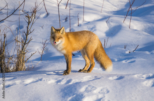 red fox in the snow © April Eide