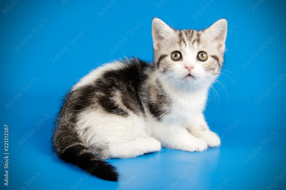 scottish straight shorthair cat on colored backgrounds