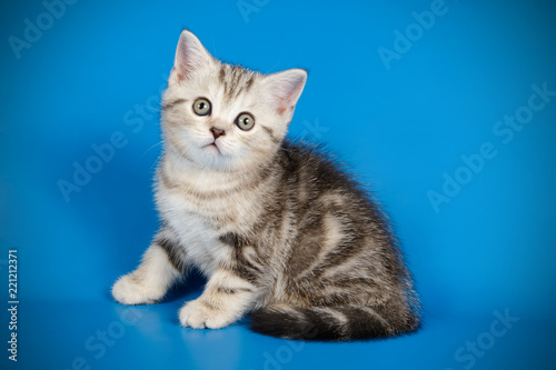 scottish straight shorthair cat on colored backgrounds © Aleksand Volchanskiy