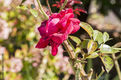 plant disease, fungal leaves spot disease on rosetree photo