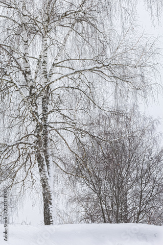 Snow-covered birch in the winter forest, close-up