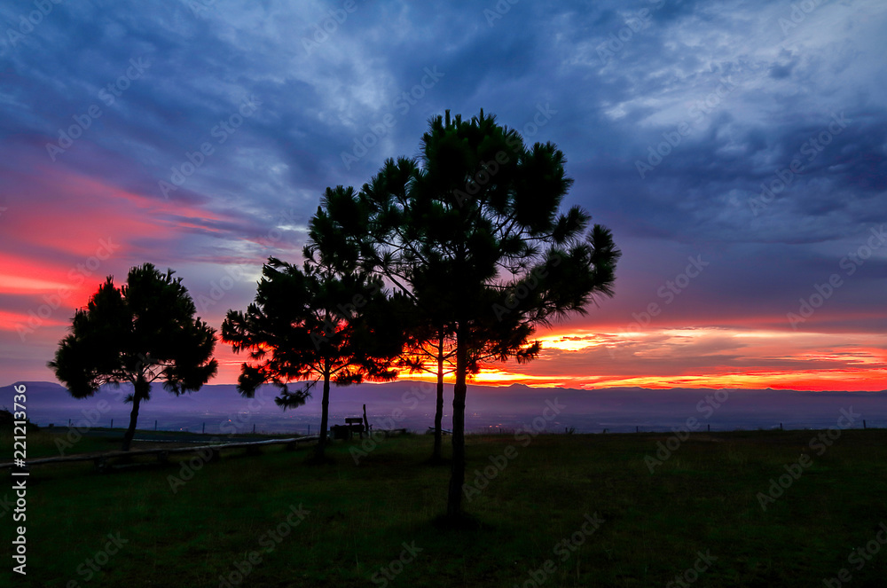 Landscape of silhouette of the pines tree in viewpoints in dangerously clouds at sunset in Tat Mok National Park Phetchabun Thailand. 