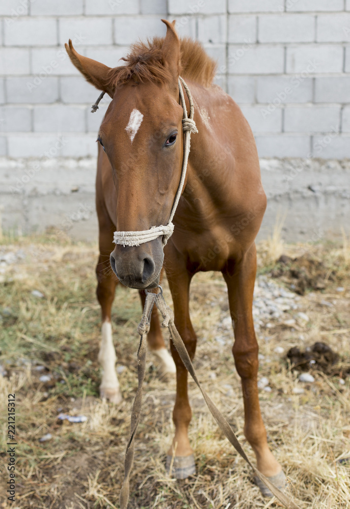 Obraz premium The horse walks in the courtyard and eats the grass
