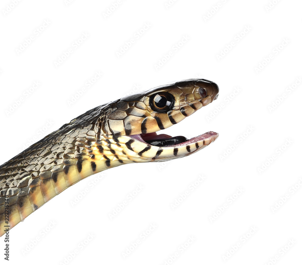 Fototapeta premium snake isolated on white background
