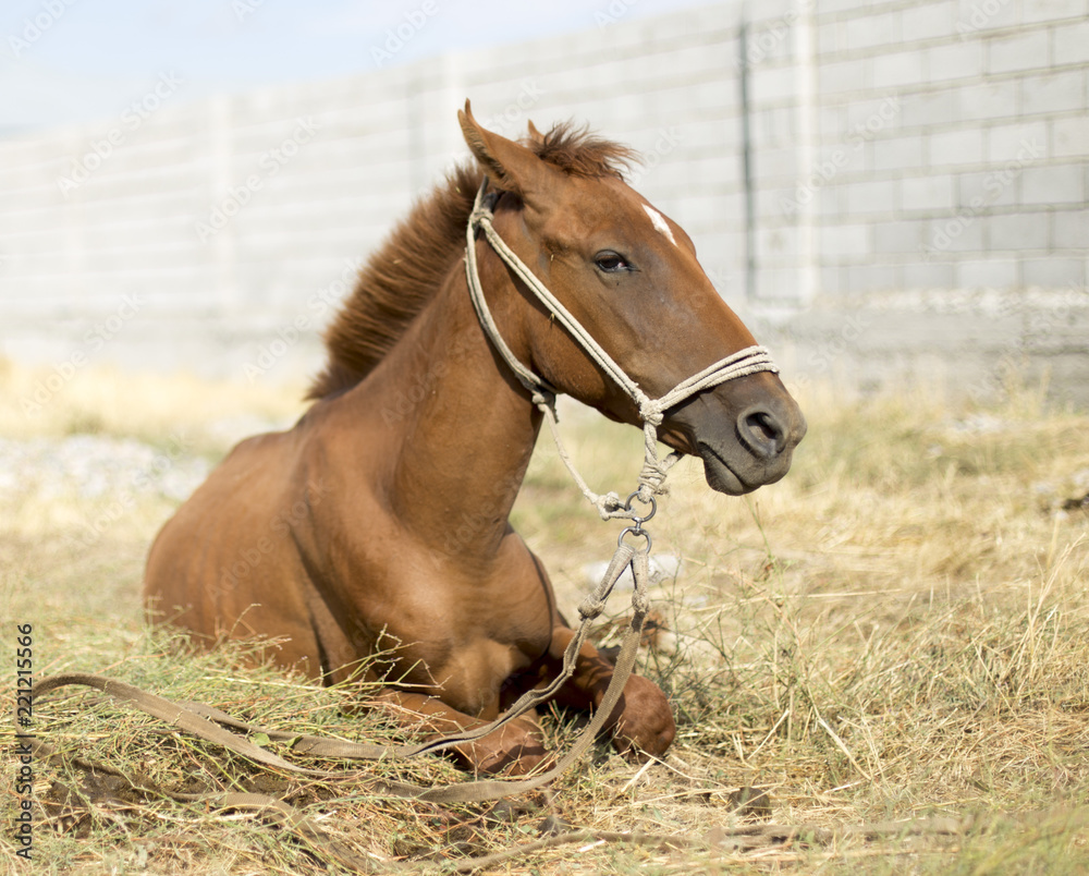 The horse walks in the courtyard and eats the grass The horse walks in the courtyard and eats the grass