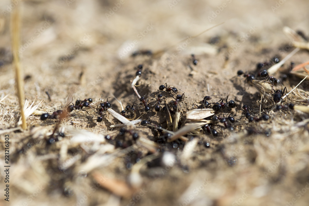 Black ants on the ground Black ants on the ground