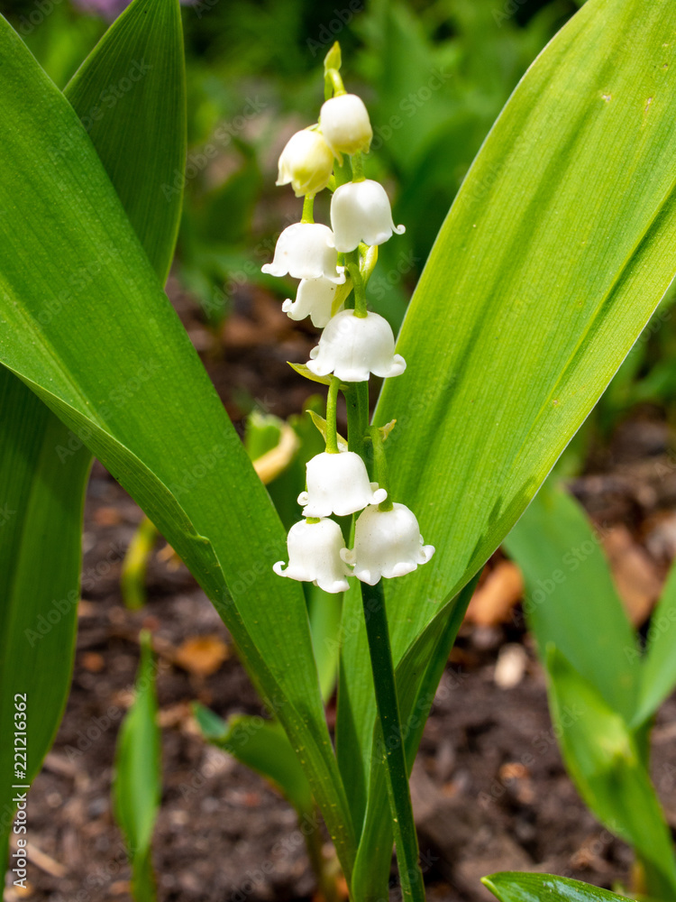 close-up of lily of the valley flowers close-up of lily of the valley flowers