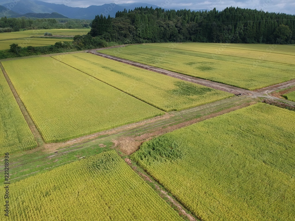 台風と大雨の被害を受けた水田の稲
