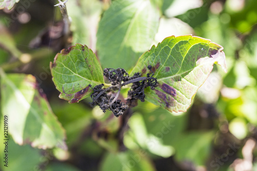 Disease of flower hydrangea hortensia due to lack of wtaer and pollution close up photo