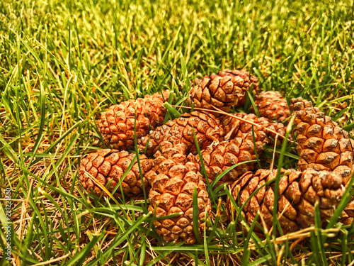Several pine cones in a grass landscape. On the ground. Conifer seeds.